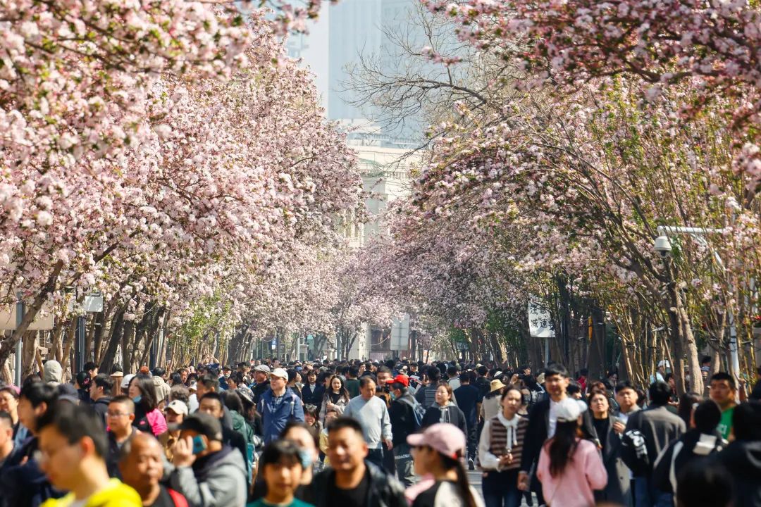 岳麓山：丰富的清明假期，见证生命的张力