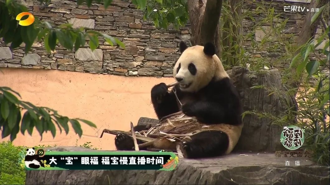 今天这场火爆全球的直播，再次凸显了内容平台优势
