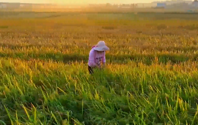 乡村名人 | 朱霞：巾帼不让须眉的田间“花木兰”