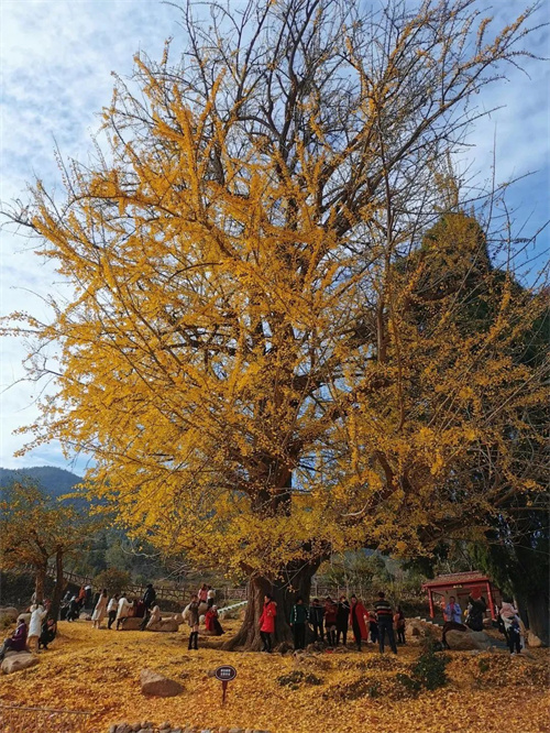 湖南最权威银杏观赏指南