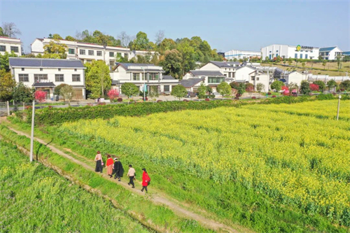谢枚琼散文 | 代表作《与稻田重逢》