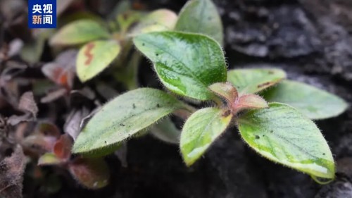 湖南发现最高濒危等级——极危物种！