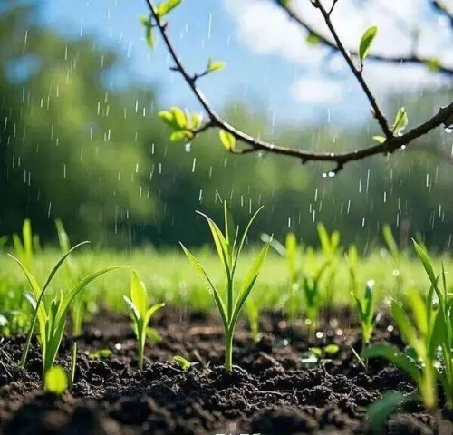 何琼散文 | 谷雨说