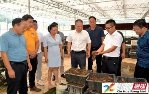 校地携手 开启黄精时代 ——浙江农林大学与新化县深化战略合作助推新化迈向百亿产业